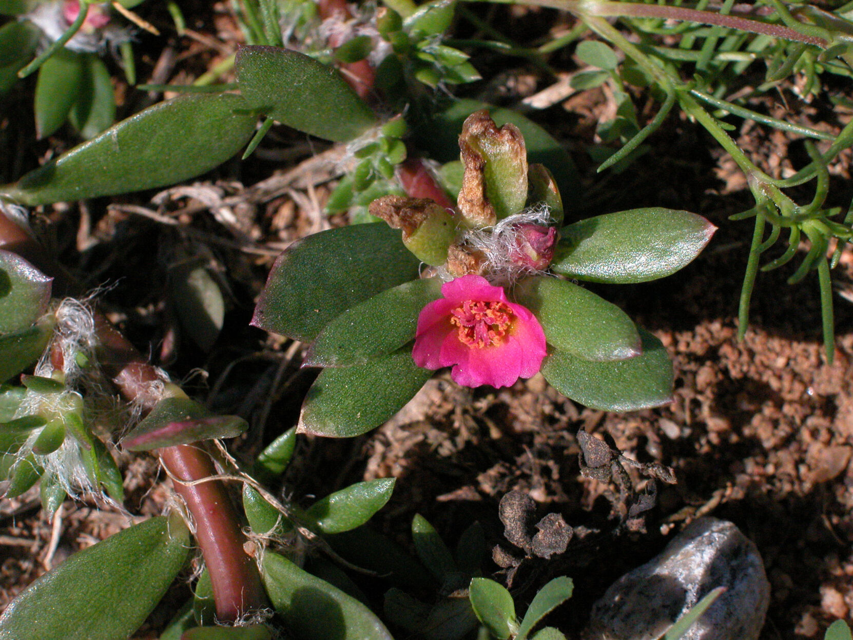 Mystery Plant 682 pic